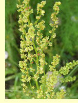 Щавель (Rumex acetosaL.) Щавель (Rumex acetosaL.)